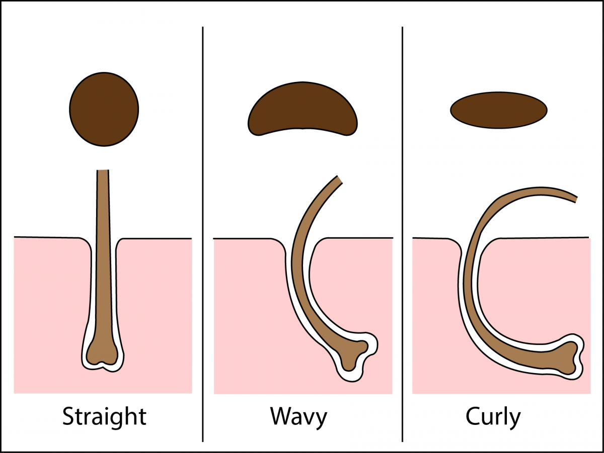 Gene Therapy - Regrowth. Your Source Of Hair News