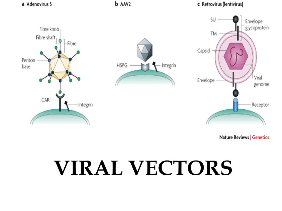 Topical Viral Vectors for Transfer of Genes to the Skin - Regrowth